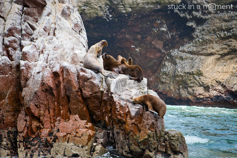 The sea lions living the tough life on the island